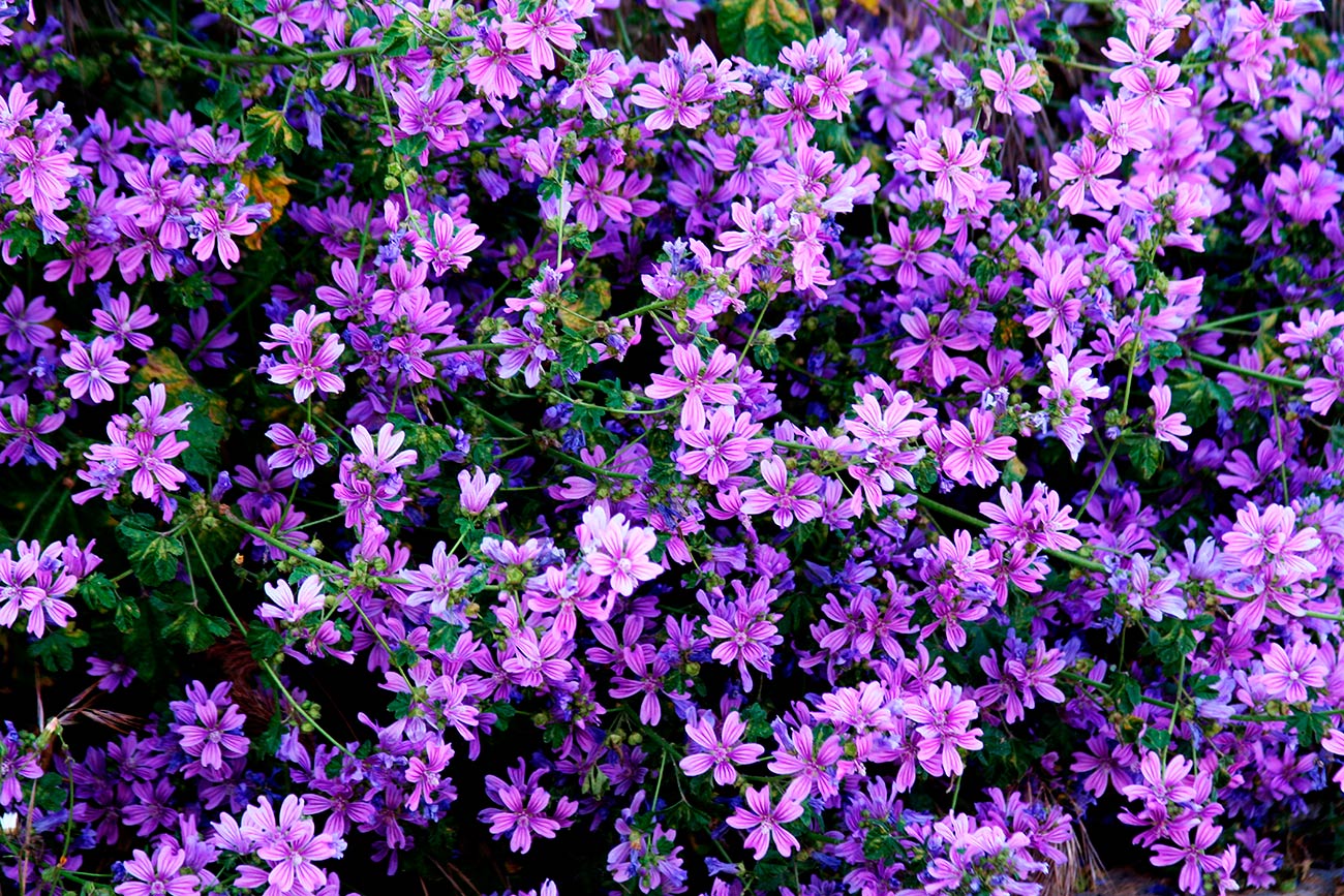 Pintura de flores lilás