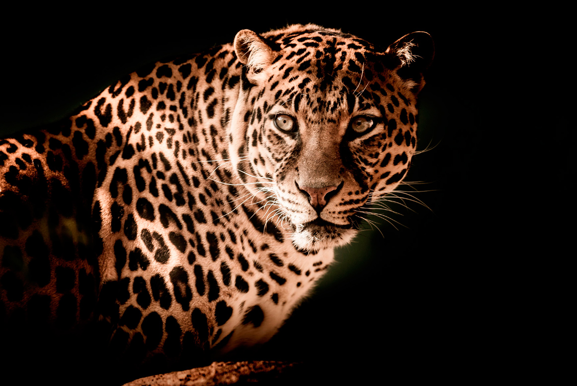 Pintura de leopardo