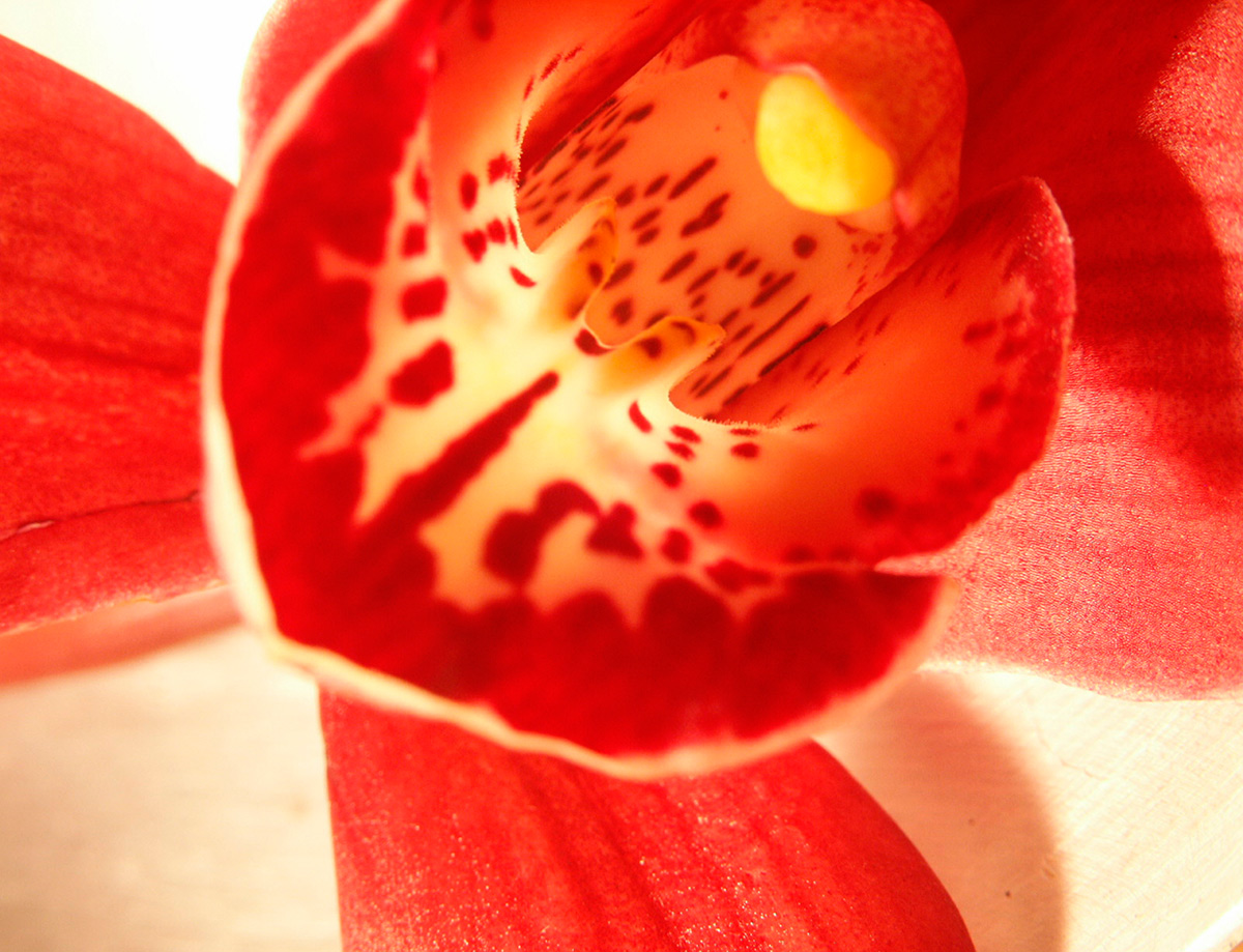 Quadro Vermelho de Orquídea