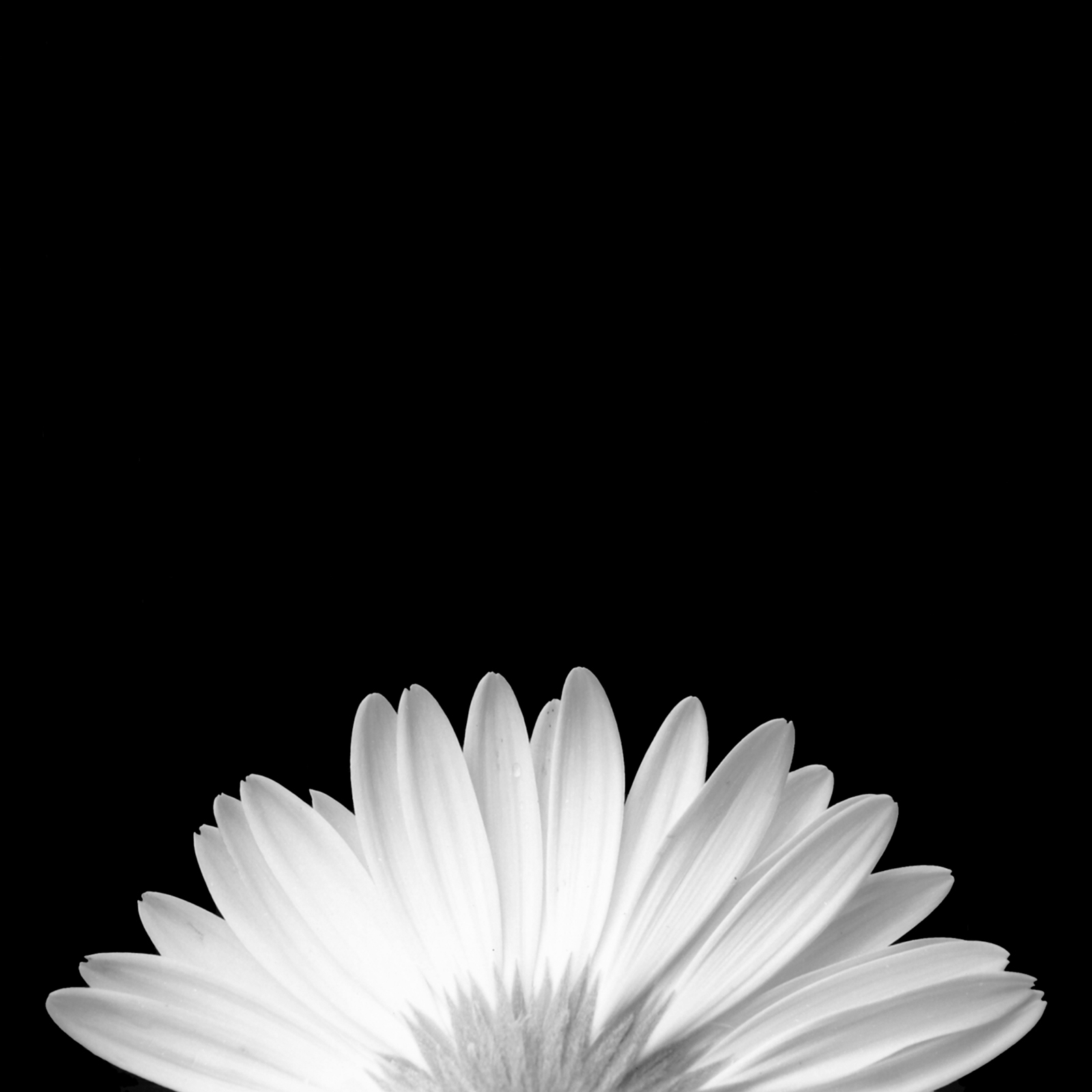 Quadro Semi Círculo Floral