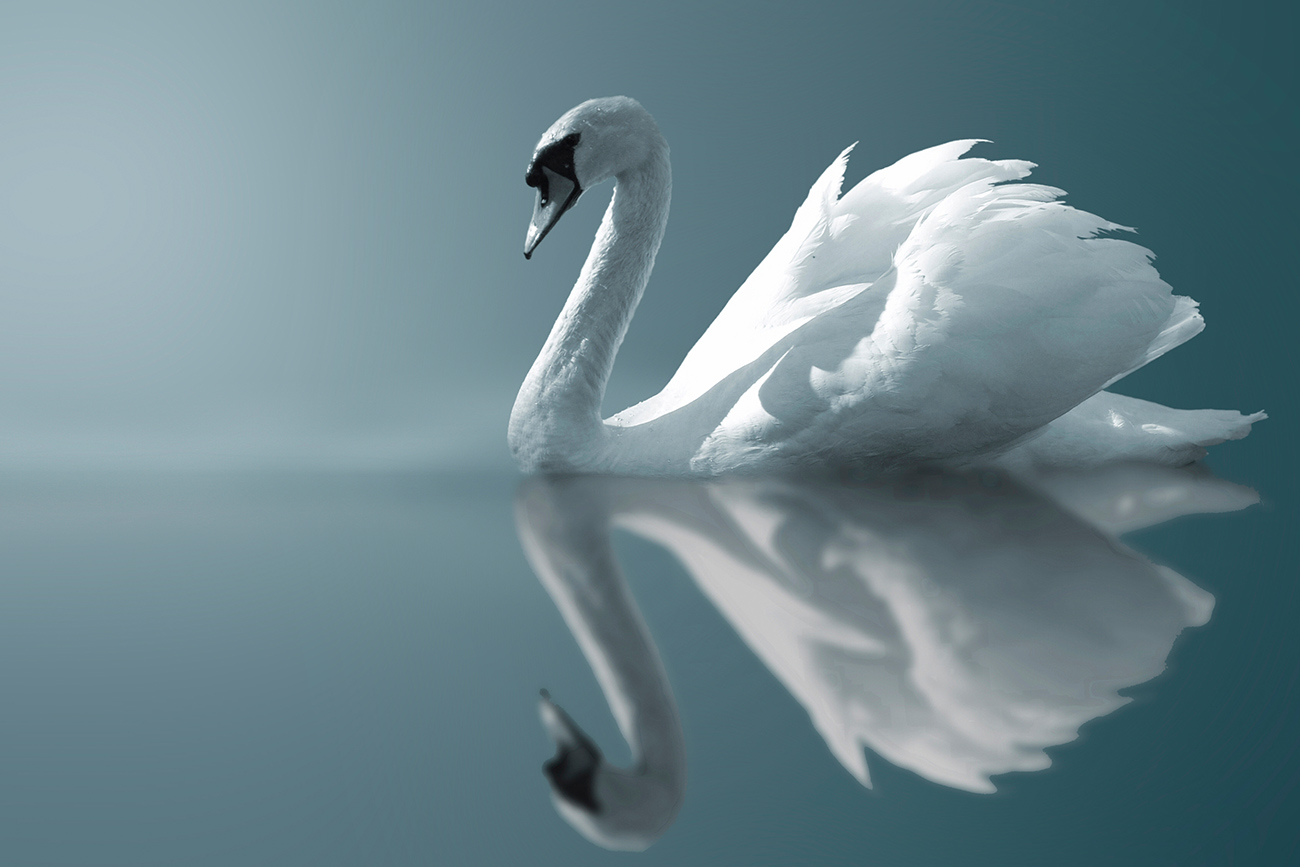 Quadro Reflexo de Cisne