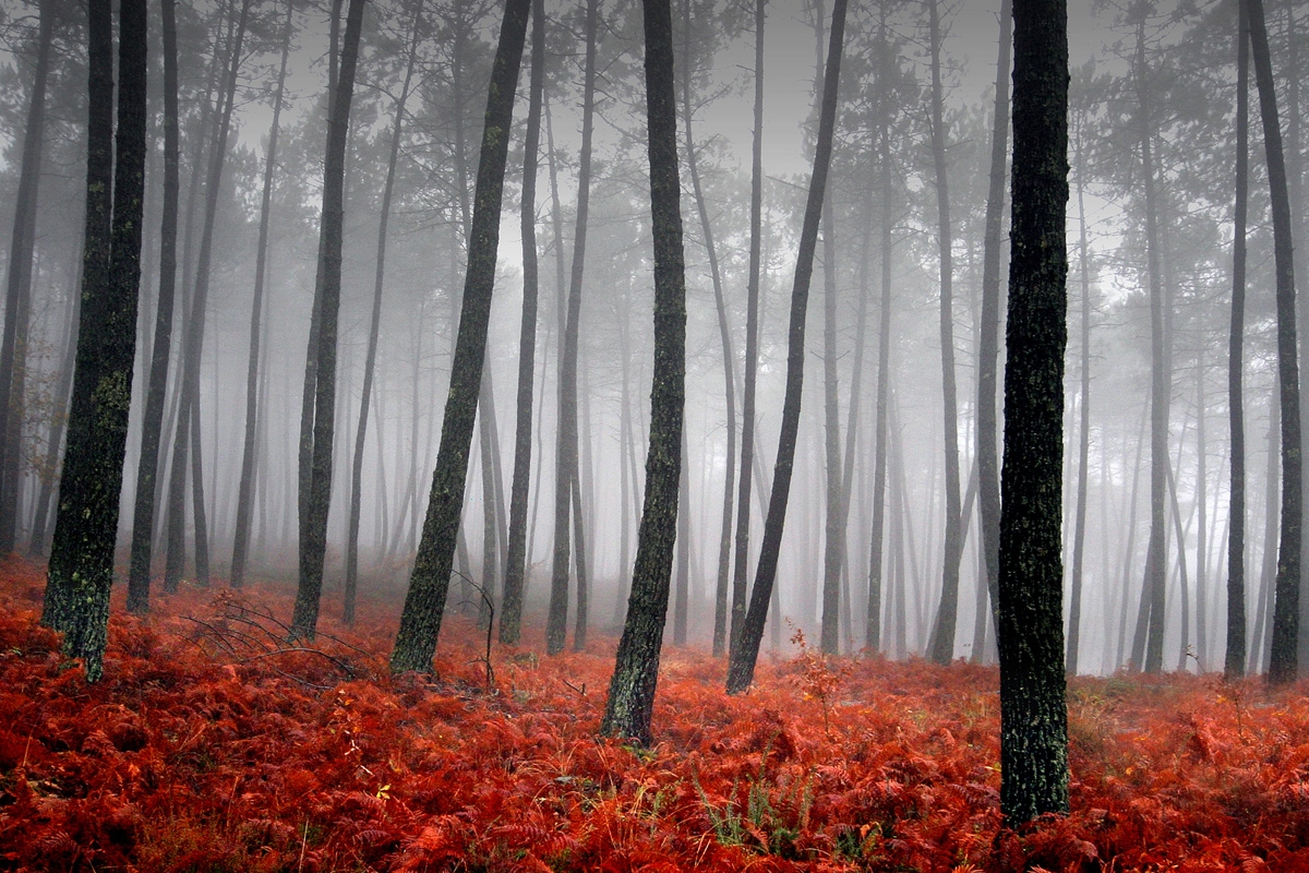 Quadro Bosque Vermelho 