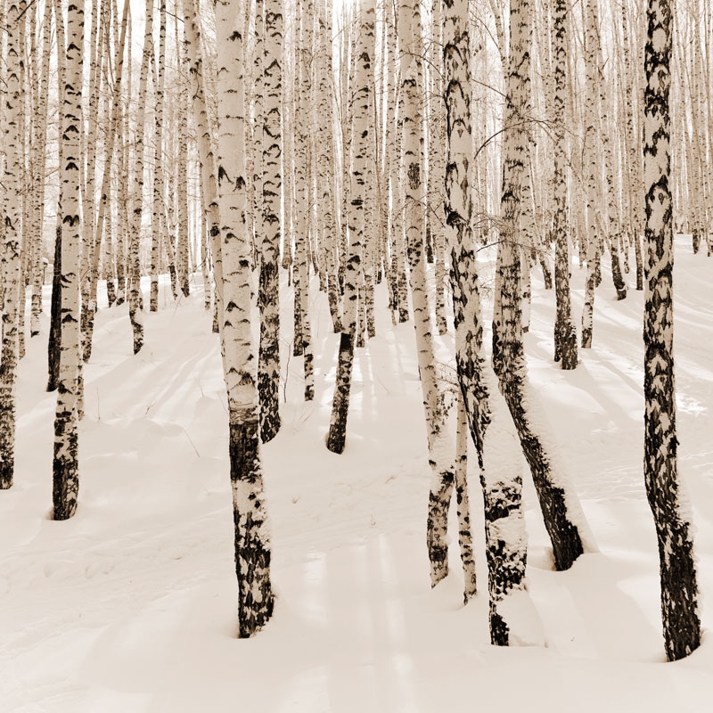 Quadro Bosque Nevado