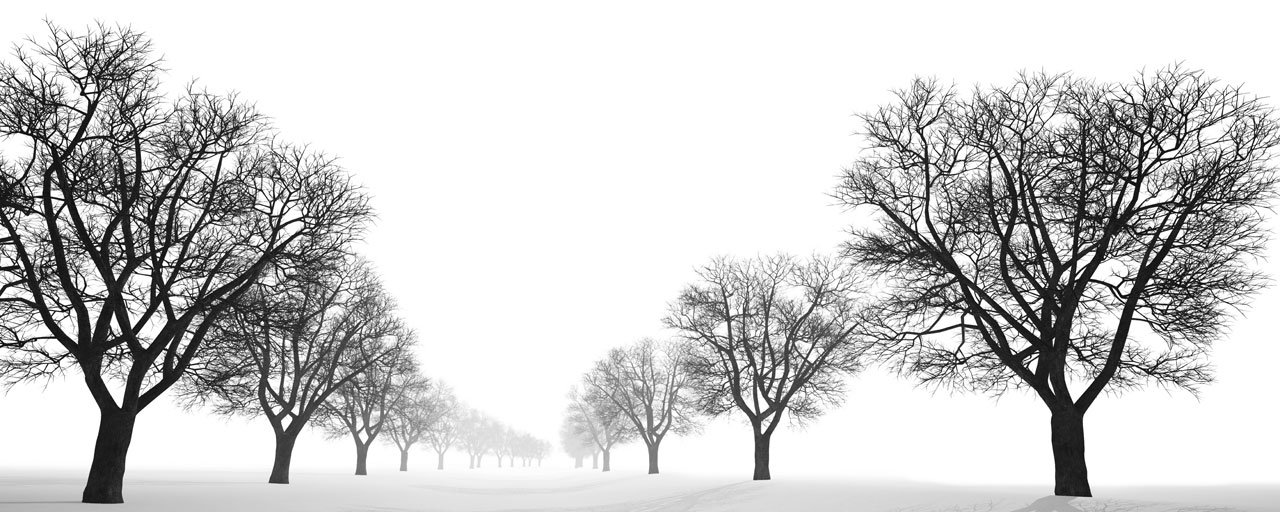 Quadro Árvores Black and White