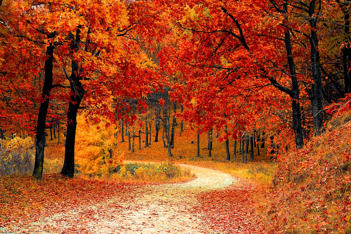Árvores de outono pintando
