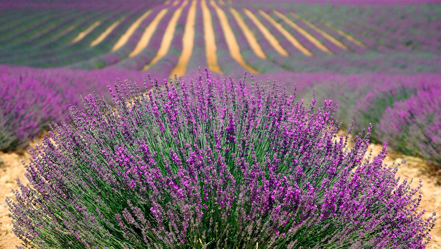 Pintura de paisagem lavanda