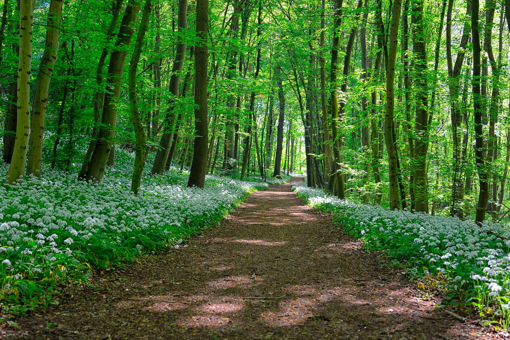 Caminho da imagem na floresta