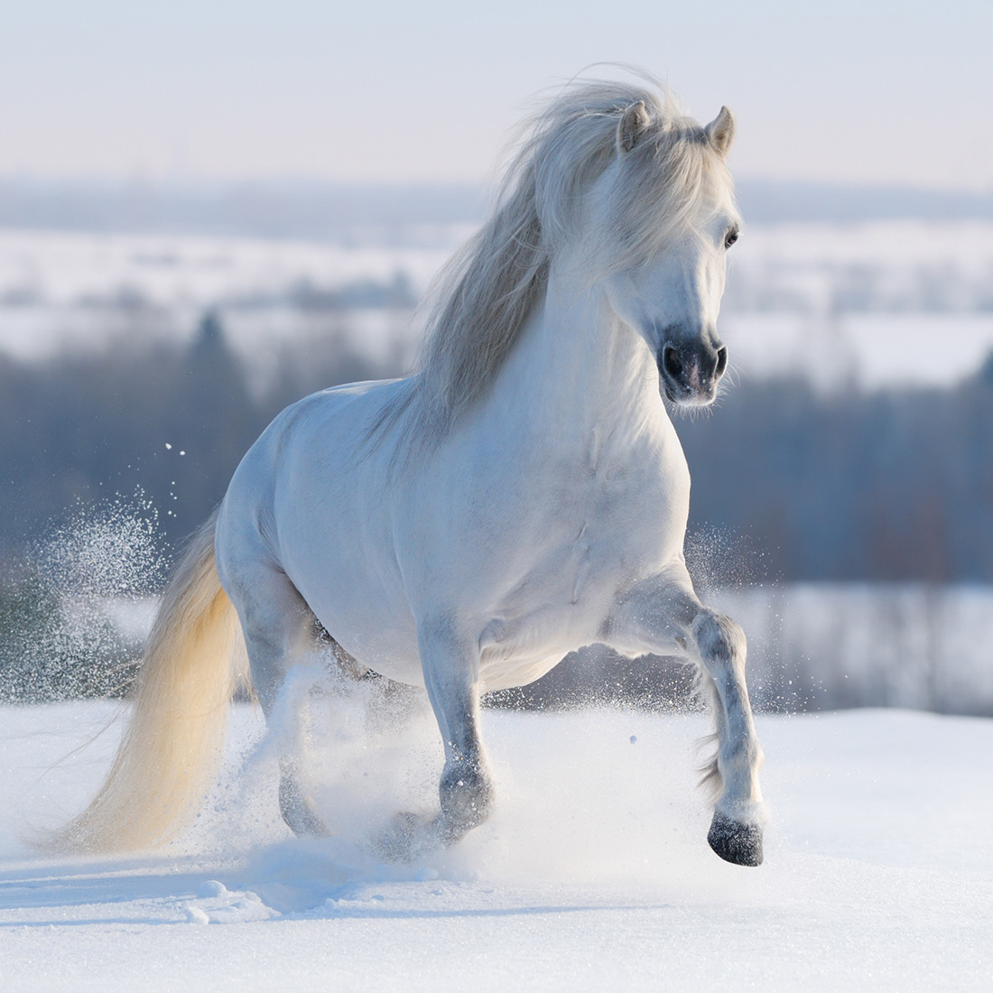 Quadro Cavalo Branco