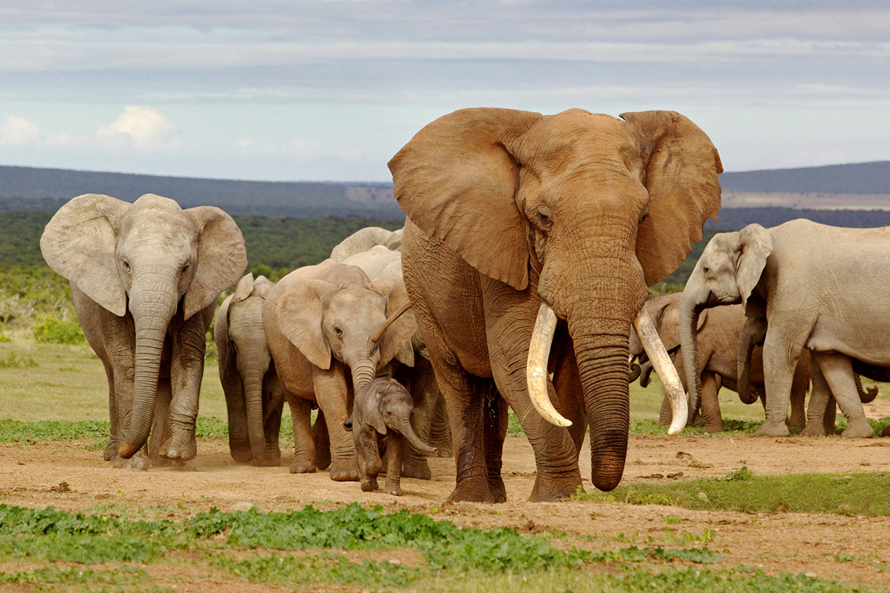 Quadro Manada Elefantes