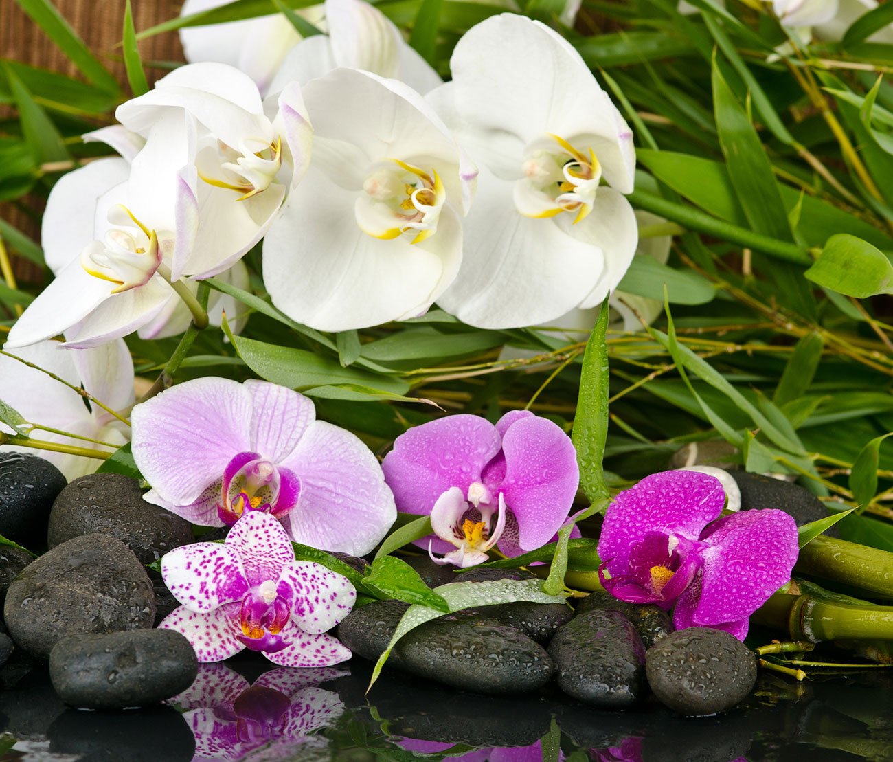 Quadro Orquídeas Brancas e Violeta