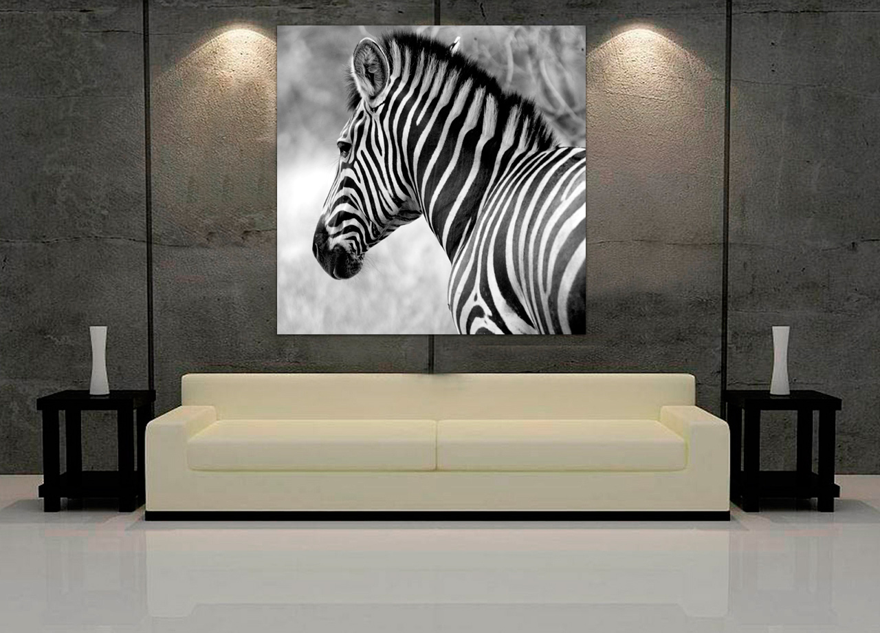 Quadro Linda Zebra