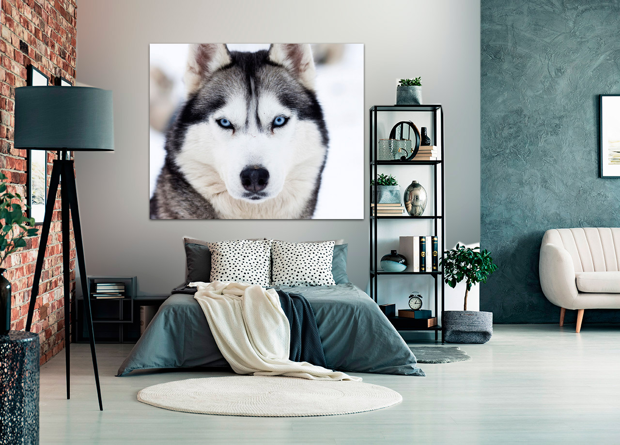 Quadro Husky Siberiano 