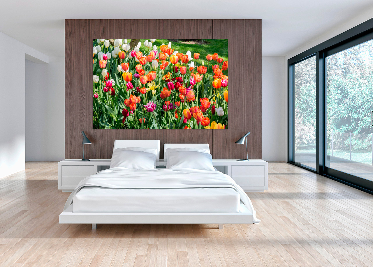 Quadro Campo de Tulipas