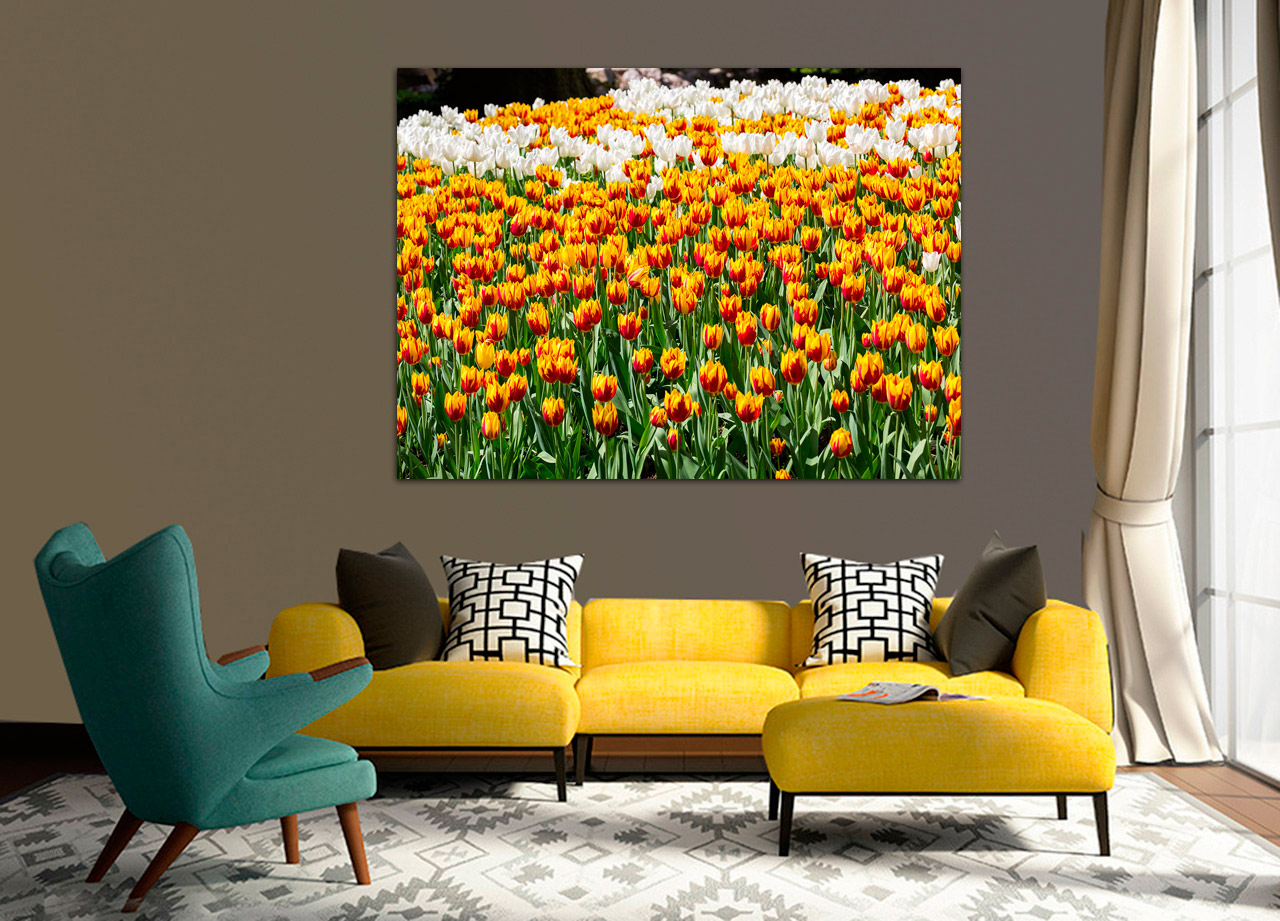 Quadro Campo de Tulipas Amarelas