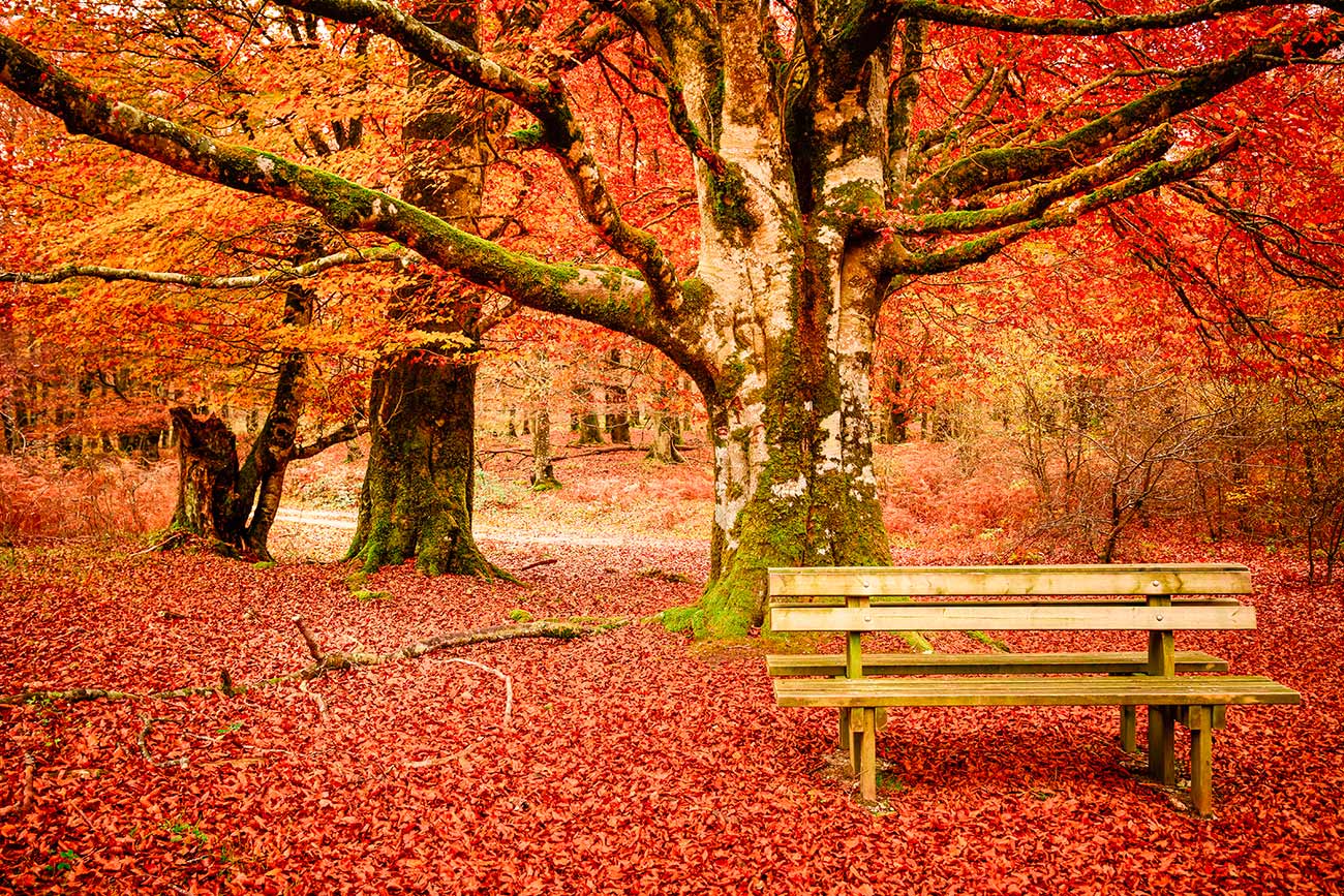 Pintura de paisagem de outono
