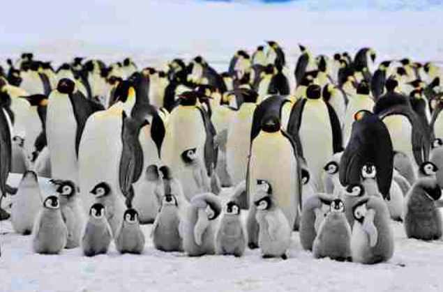 Quadro Pinguins 