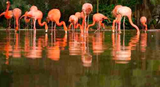 Quadro Flamingos Rosados