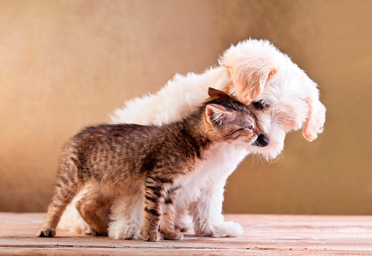 Quadro Cão e Gato