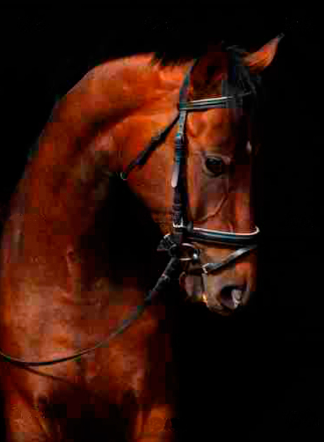 Quadro Cavalo Castanho