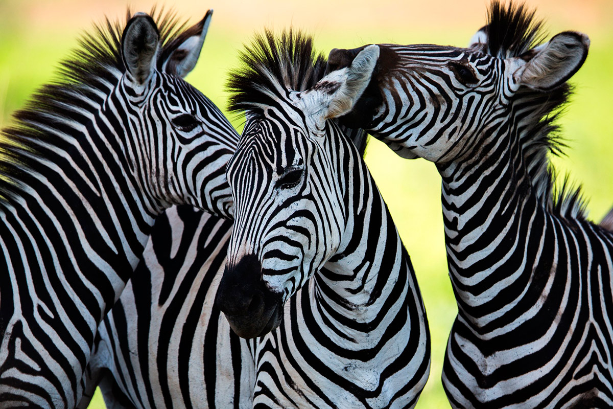 Quadro Cumplicidade de Zebras