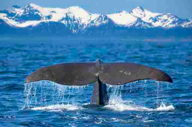 Quadro Baleia em Mar Azul
