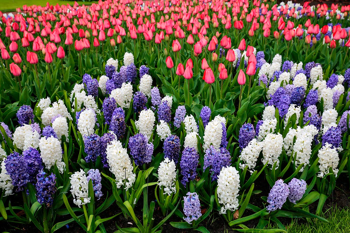 Quadro Campo de Flores Rosa e Azul