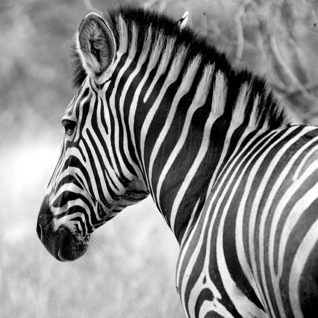 Quadro Linda Zebra