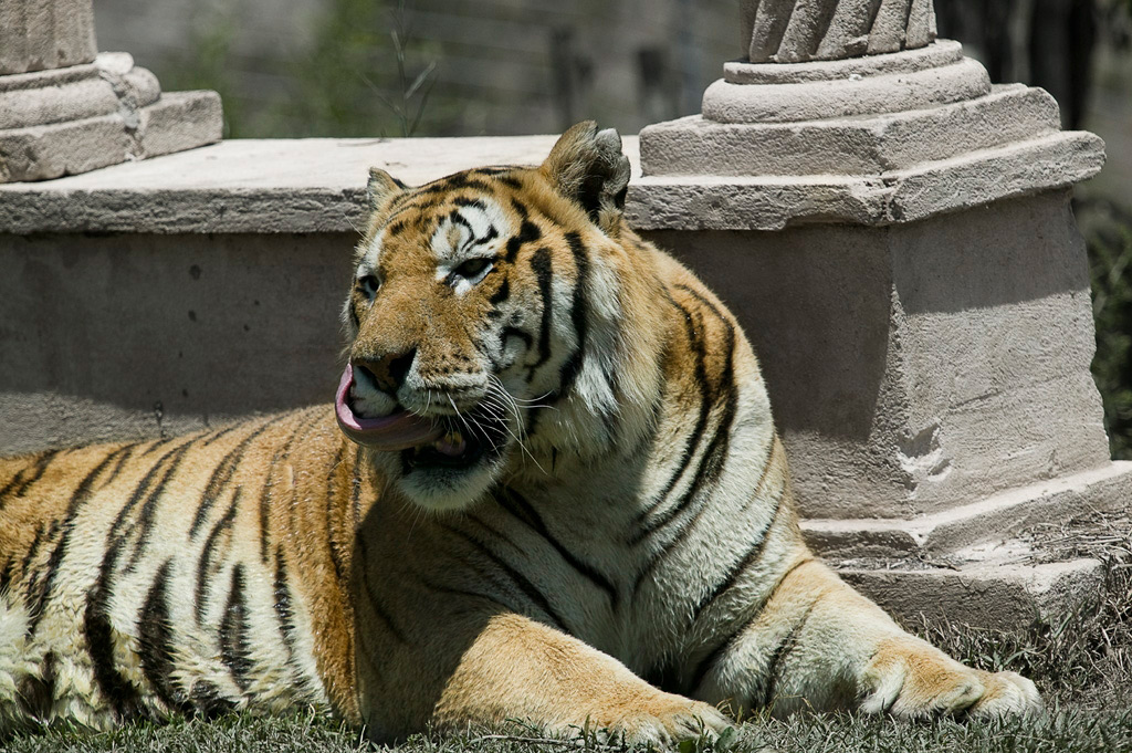 Quadro Tigre entre Colunas