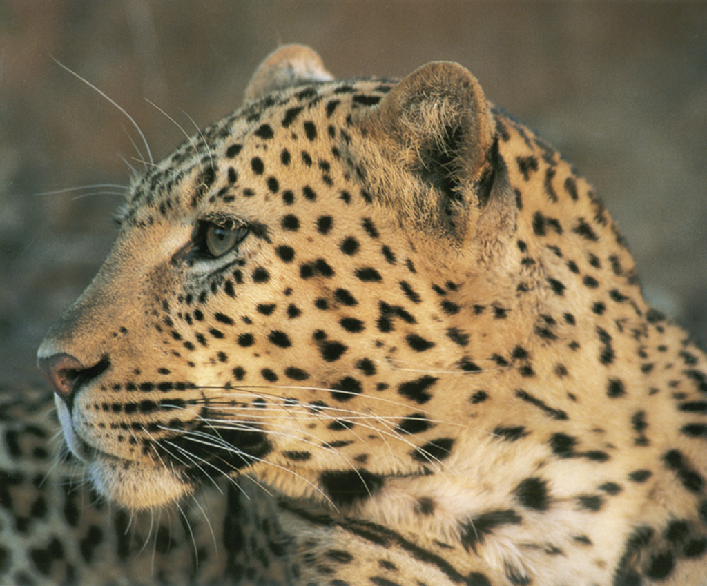 Quadro Rosto de Leopardo