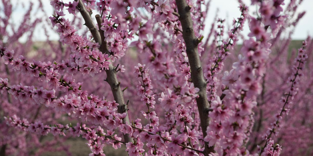 Quadro Flor de Almendro