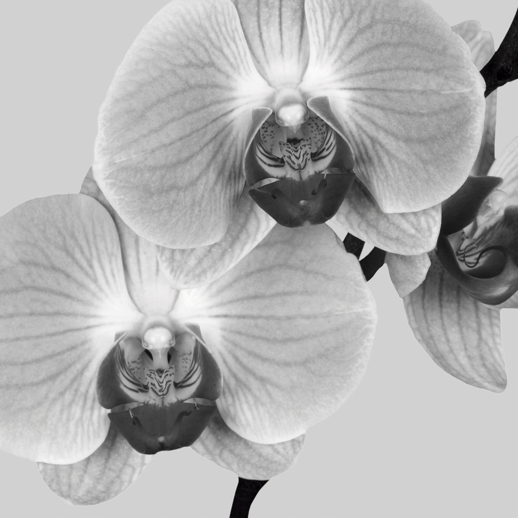 Quadro Orquídeas Brancas