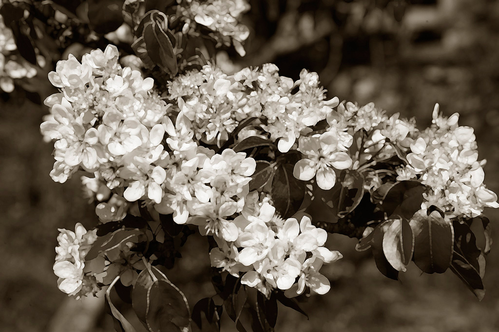 Pintura de flores elegante