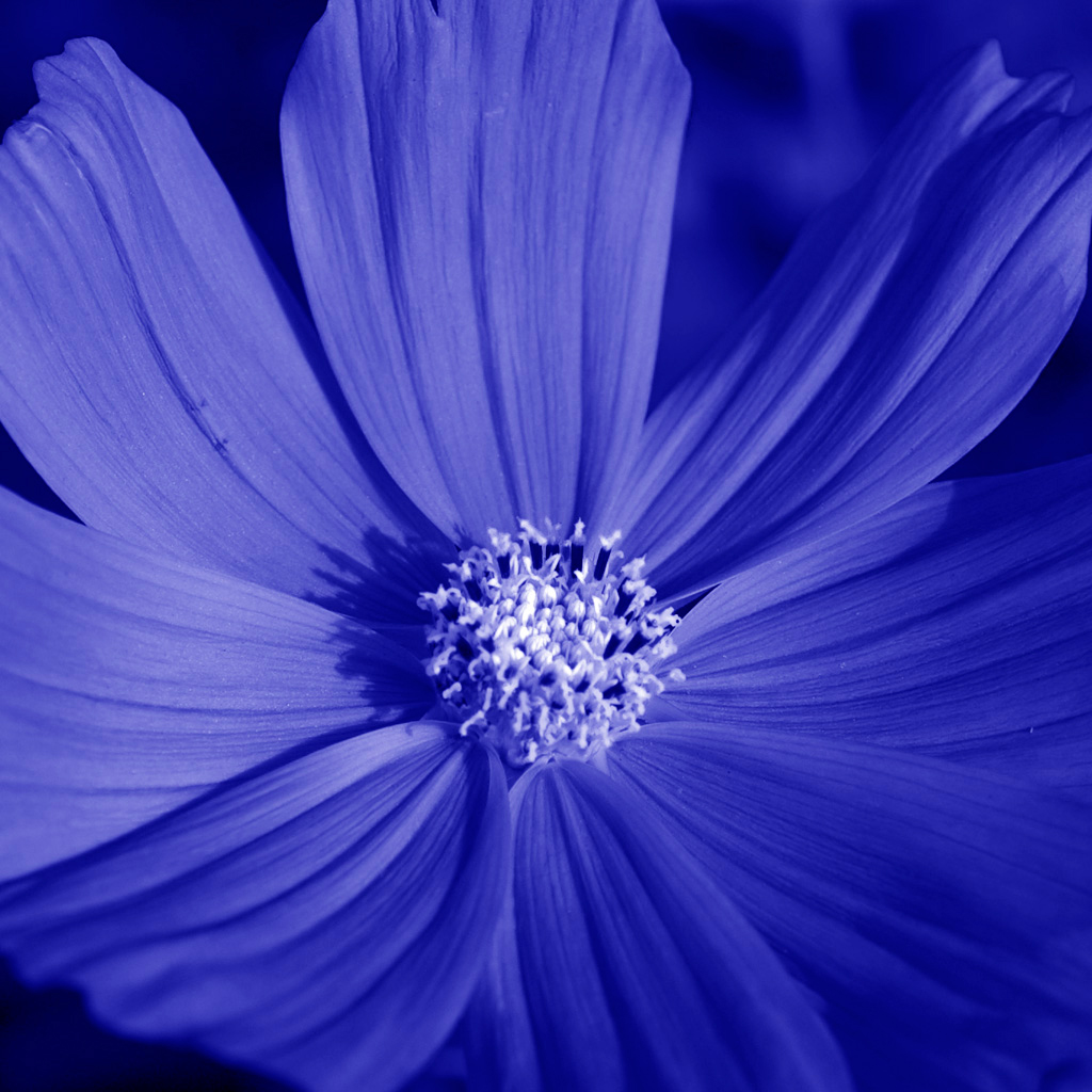 Quadro Florzita Azul