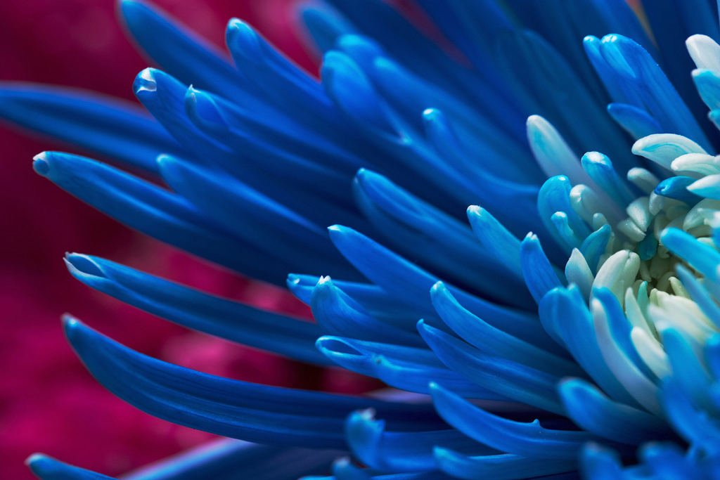 Quadro Azul em Flor