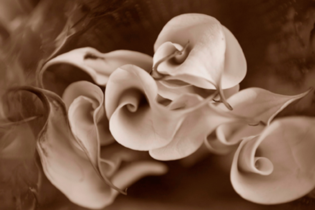 Pintura de flores de Calla