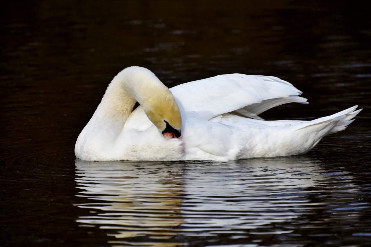 Pintura de cisne no lago