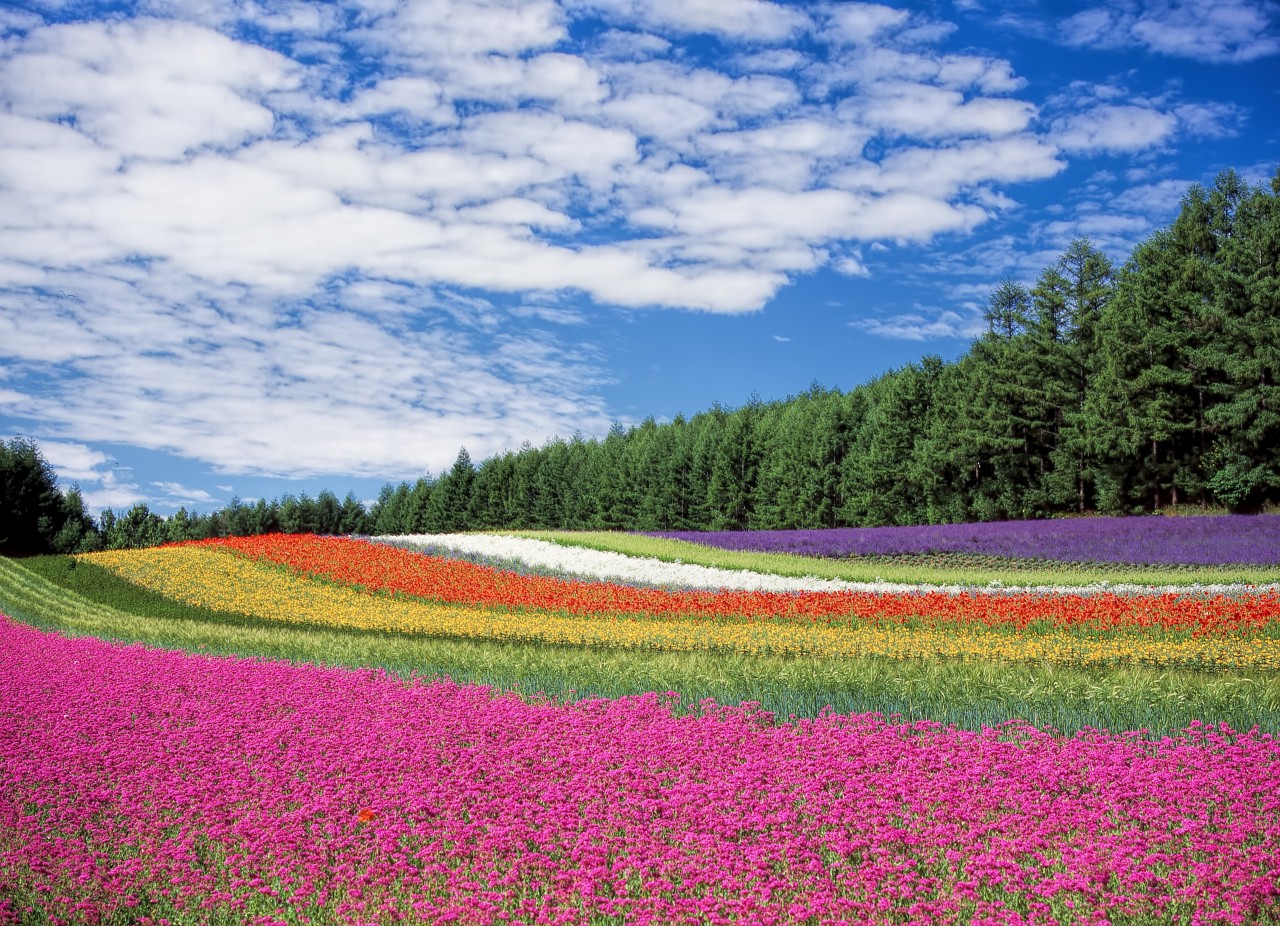 Flores no campo pintando