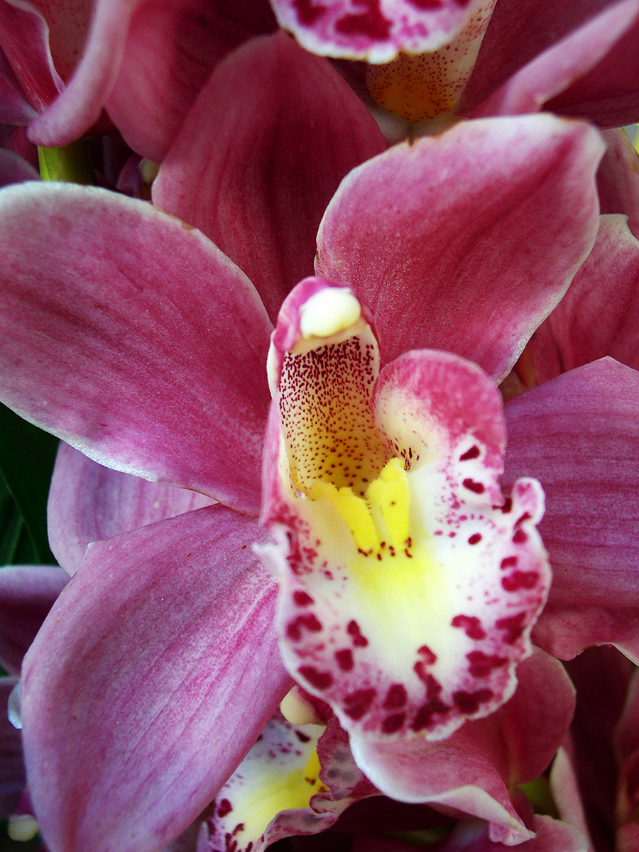 Quadro Orquídea Rosa