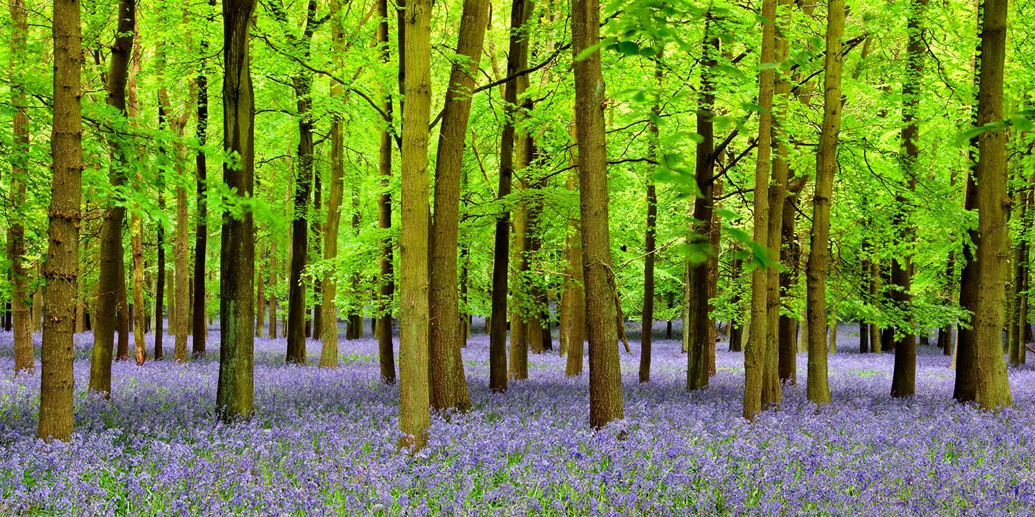 Pintura de paisagem bosque