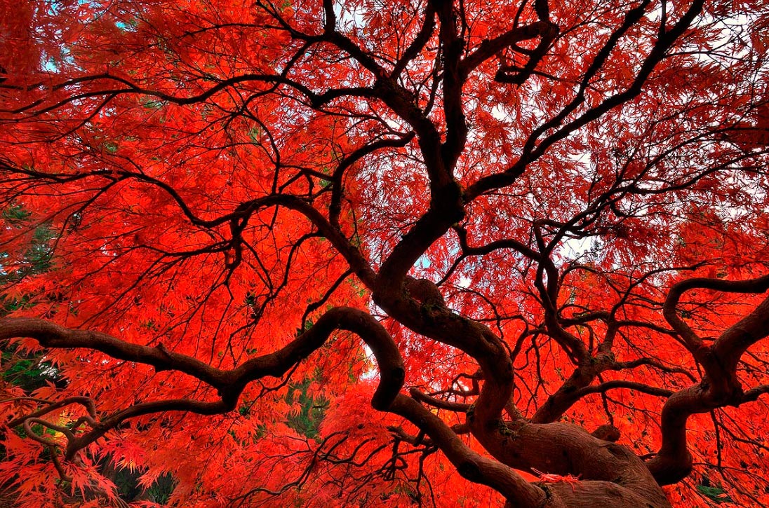 Quadro Árbol Rojo