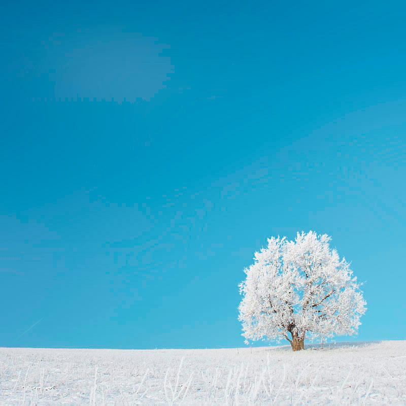 Quadro Arbol Nevado