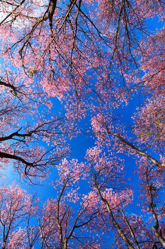 Quadro Árvores e Céu 