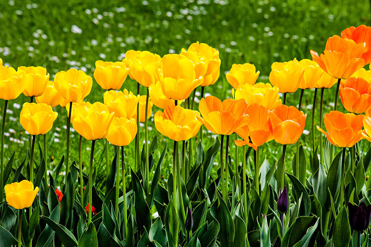 Pintura de campo de tulipas amarelas