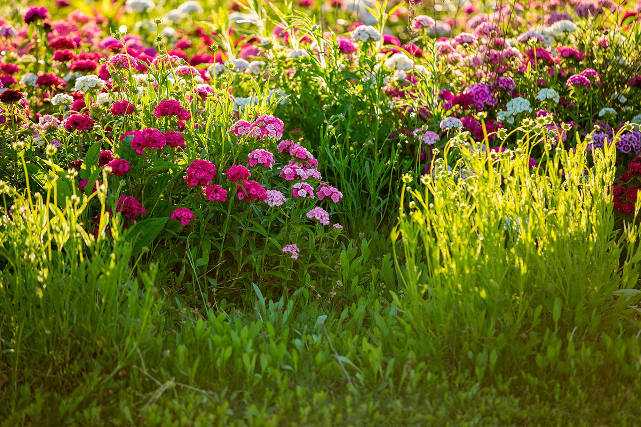 Flores no campo pintando