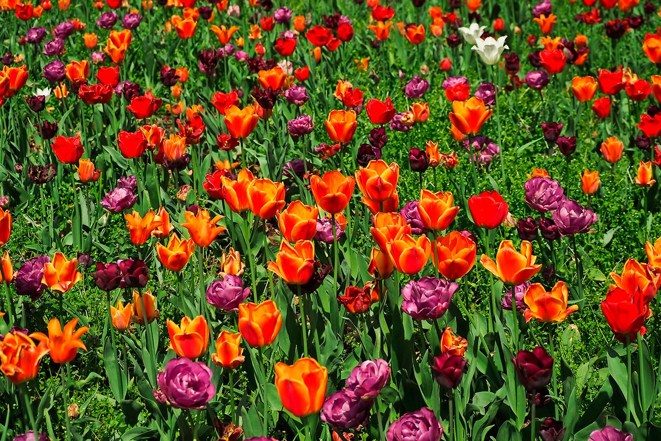 Pintura de campo de tulipas