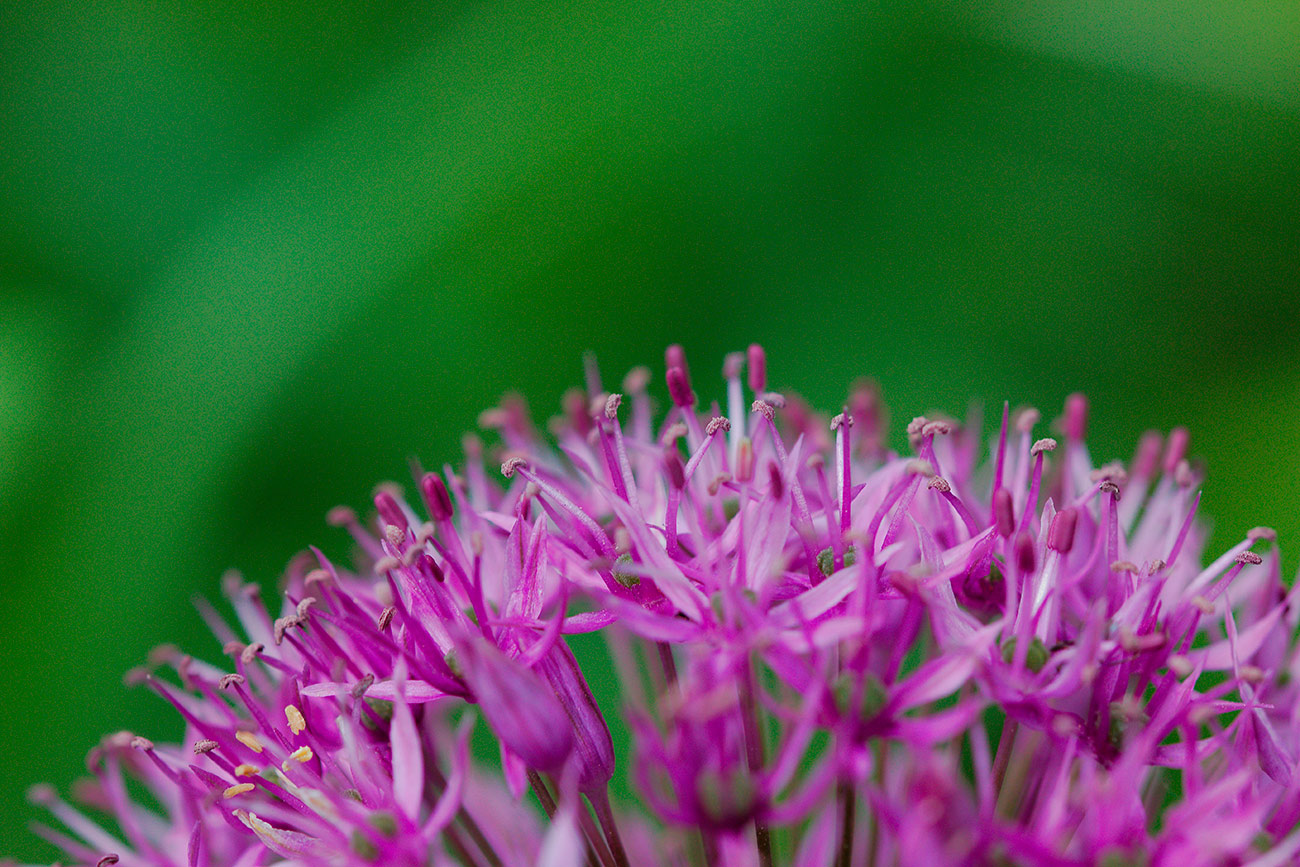 Grevillea flor pintura