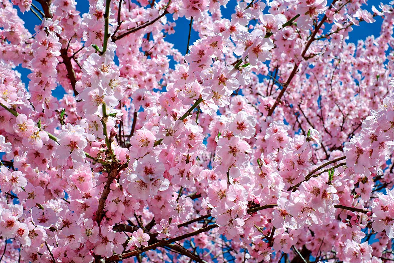 Pintura de flor de cerejeira