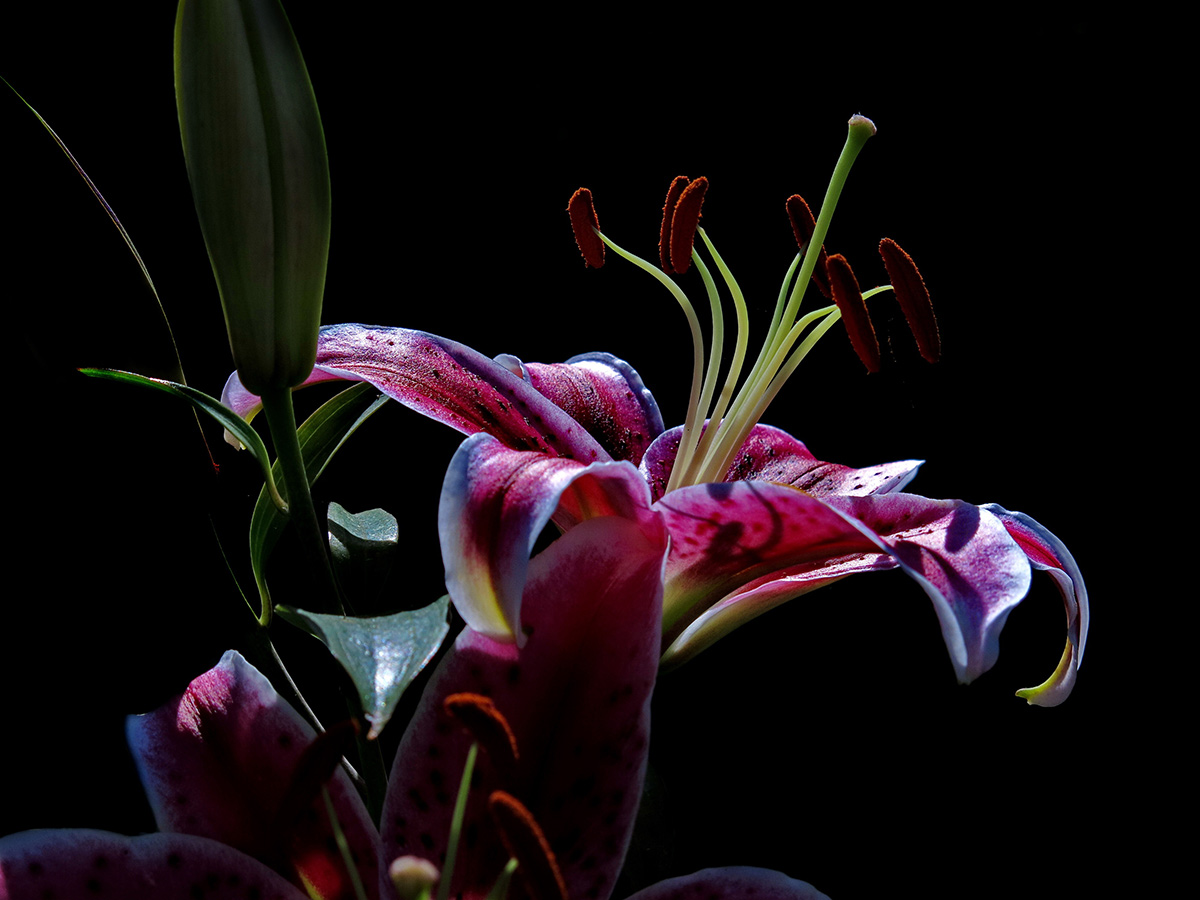 Orquídea pintando fundo preto
