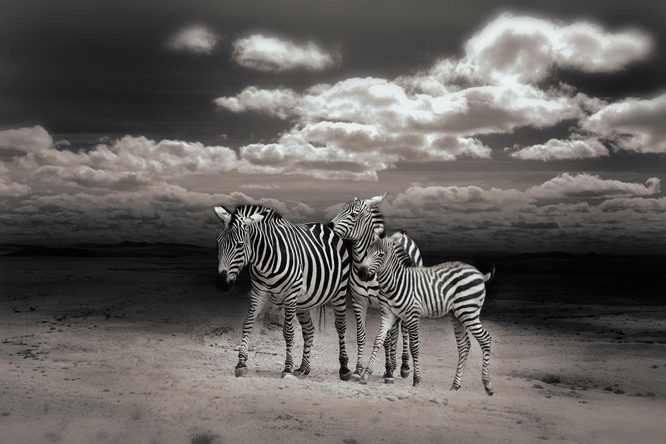 Pintura da família Zebra
