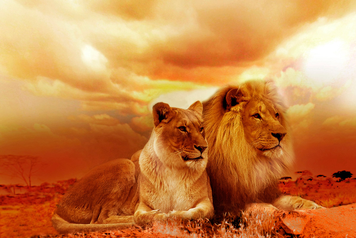 Casal de leões pintando